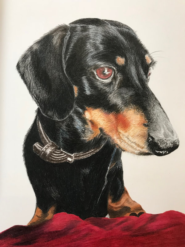 Coloured pencil drawing of a Daschund